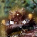 crab_clinging_banded_dome_nwp_h_0392_tci2345.jpg